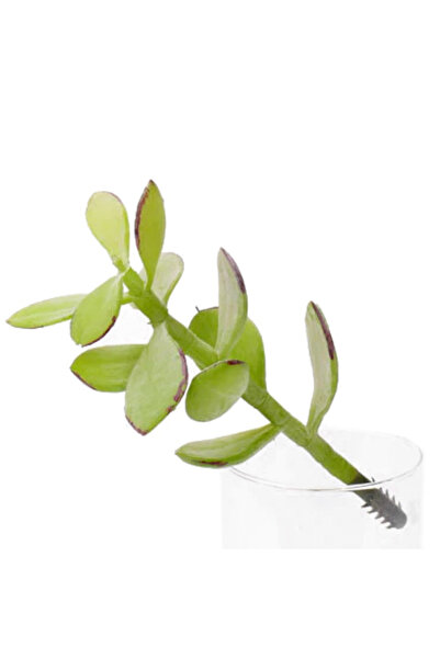 Roberto Rossi Planta artificiala Crenguta Crassula 20 cm verde