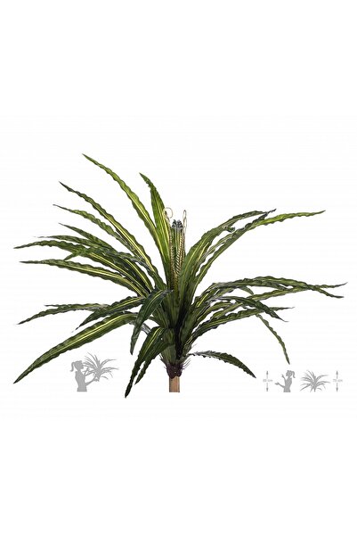 Roberto Rossi Feriga artificiala Asplenium osaka L variegat