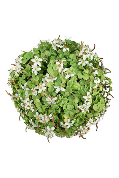 Roberto Rossi Planta artificiala in forma de sfera Macris D23 cm