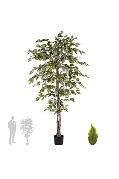 Roberto Rossi Copac artificial H180cm Ficus variegat cu 3 trunchiuri si 966 f...