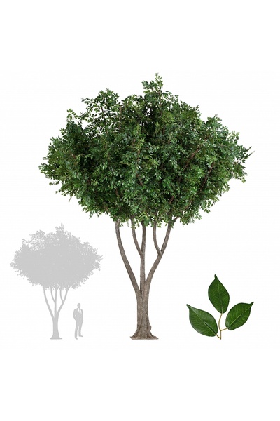 Roberto Rossi Copac artificial H550cm Ficus gigant, coroana D475cm
