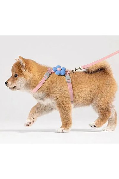 Dalian Home Kaçış Önleyici Evcil Hayvan Gezdirme Tasması Ve Küçük Irk Köpek K...