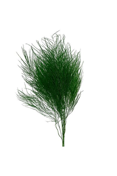 Roberto Rossi Feriga conservata Tiki H40-50 cm verde deschis RR54