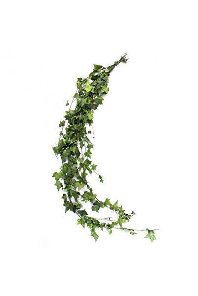 Roberto Rossi Crengute conservate curgataore de Hedera helix H30-60 cm. verde