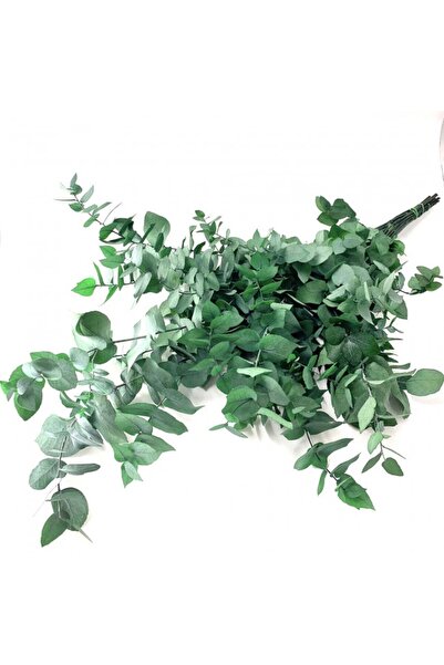 Roberto Rossi Crenguta conservata de Eucalipt stuartiana H50-80 cm verde
