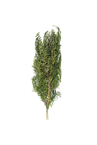 Roberto Rossi Crenguta conservata de Podocarpus weeping H40-80 cm. verde