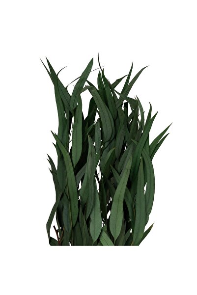Roberto Rossi Crenguta conservata de Eucalipt nicoly H40-80 cm verde deschis