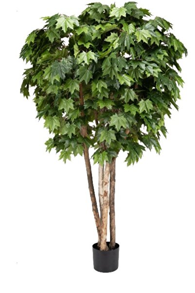 Roberto Rossi Copac artificial H250cm Artar cu trunchiuri multiple cu 1040 fr...