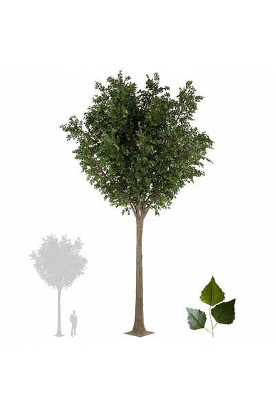 Roberto Rossi Copac artificial H700cm Mesteacan gigant, coroana D450cm