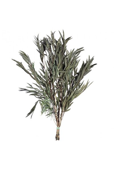 Roberto Rossi Crenguta conservata de Eucalipt nicoly H40-80 cm. verde inchis