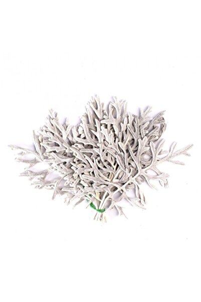 Roberto Rossi Frunze conservate Senecio cineraria alb-argintiu de interior