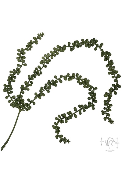 Roberto Rossi Planta artificiala suculenta model59