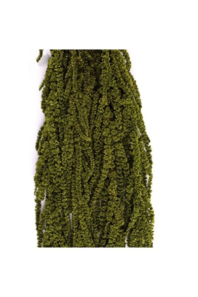 Roberto Rossi Crenguta conservata de Amaranthus H40-70 cm. verde