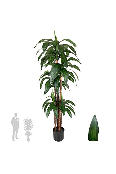 Roberto Rossi Dracaena artificiala Janet craig cu 97 frunze H150cm