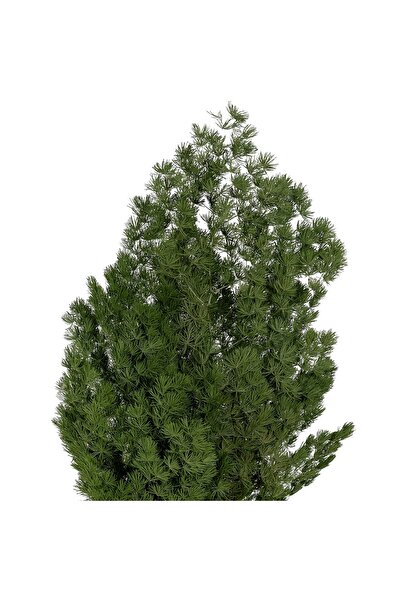 Roberto Rossi Crengute conservate Aralia ming H50-60 cm verde inchis RR1
