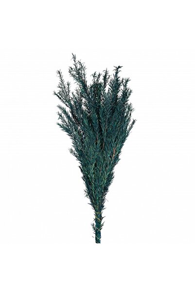 Roberto Rossi Planta curgatoare conservata rozmarin H50-100 cm verde albastrui