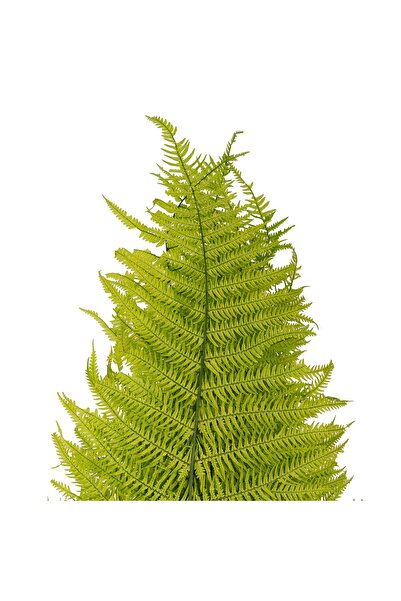 Roberto Rossi Feriga conservata H50-60 cm verde deschis
