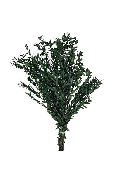 Roberto Rossi Crenguta conservata de Eucalipt parvifolia H60-70 cm verde inch...