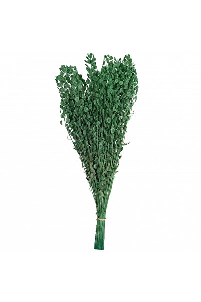 Roberto Rossi Crenguta conservata Shepherd purse H40-60 cm. verde
