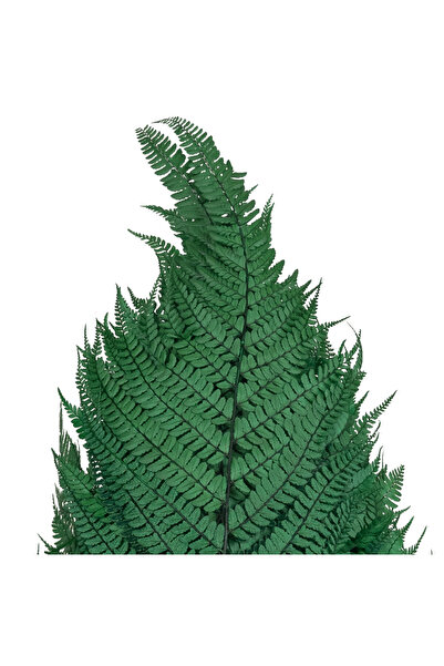 Roberto Rossi Feriga conservata H60-70 cm verde inchis