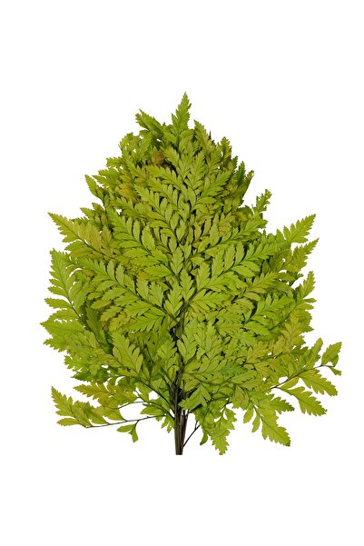 Roberto Rossi Feriga conservata H30-40 cm verde deschis