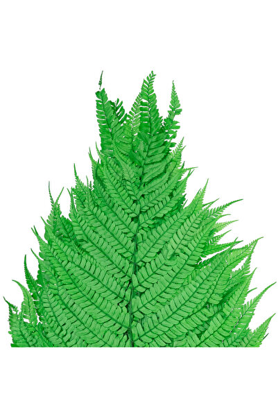 Roberto Rossi Feriga conservata H60-70 cm verde deschis