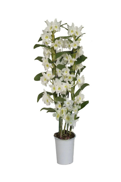 İlkadım Botanik 3 (ÜÇ) DALLI BOL ÇİÇEKLİ DENDROBİUM ORKİDE (BAMBU ORKİDE) İTH...