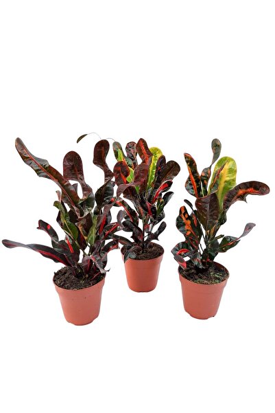 Floraria Tria's Codiaeum - Mammi