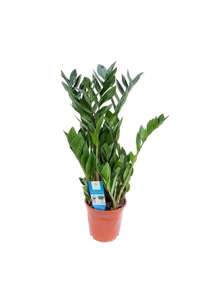 Floraria Tria's Zamioculcas D 17 - ZZ PLANT - Planta eterna