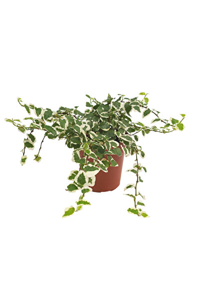 Floraria Tria's Ficus Pumila Bicolor