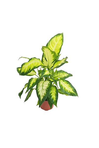 Floraria Tria's Dieffenbachia Camilla