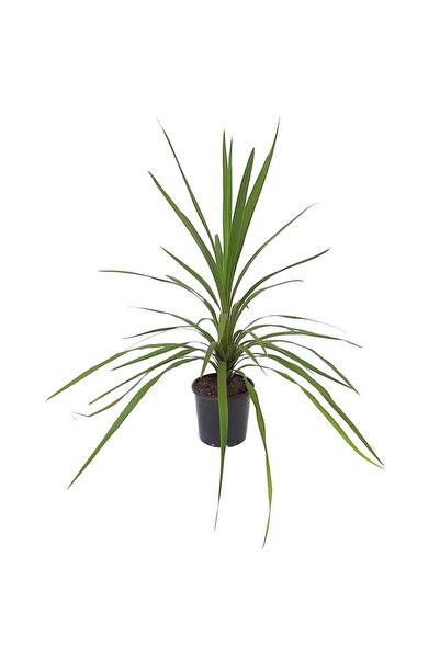 Floraria Tria's Cordyline Peko verde