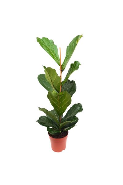 Floraria Tria's FICUS LYRATA 115 CM - SMOCHINUL LIRA