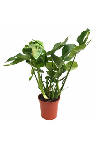 Floraria Tria's Monstera Deliciosa 70 cm - planta vietii