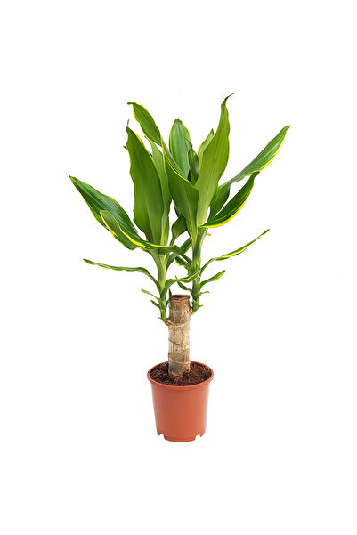 Floraria Tria's Dracaena yellow coast