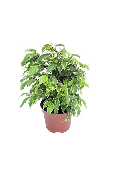 Floraria Tria's Ficus Benjamin Kinky bicolor