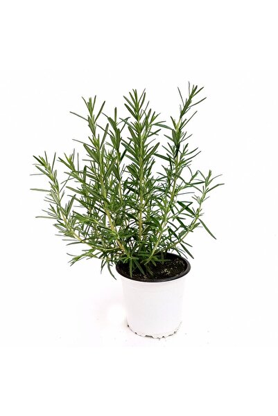 Floraria Tria's Rosmarin - Planta aromatica