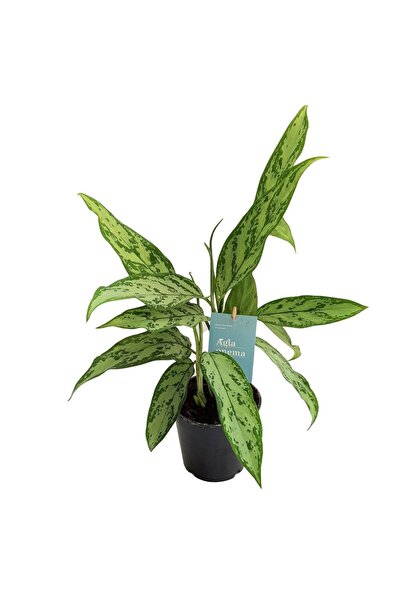 Floraria Tria's Aglaonema Silver Queen D 14