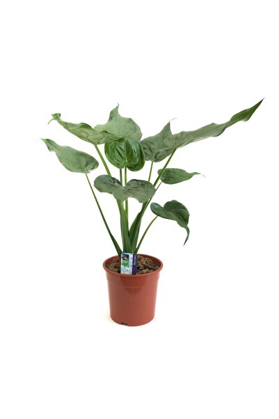 Floraria Tria's Alocasia Cuculatta - Urechea elefantului