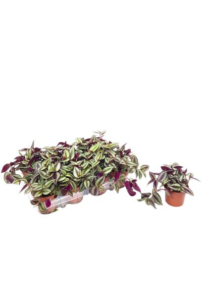 Floraria Tria's Tradescantia
