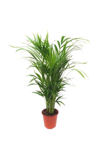 Floraria Tria's Chrysalidocarpus - Areca D 19