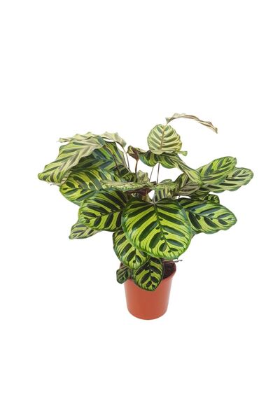 Floraria Tria's Calathea extra mix