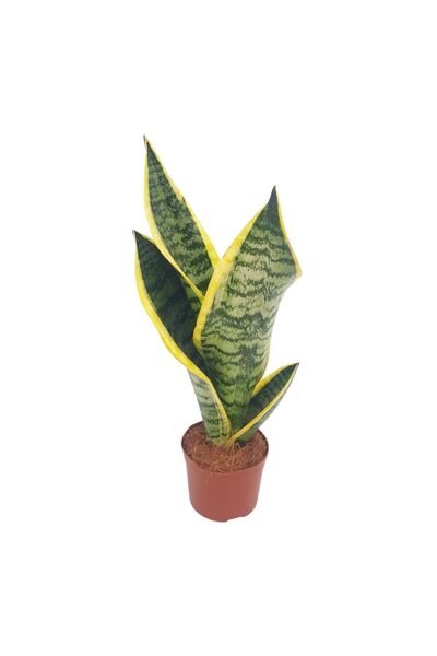 Floraria Tria's Sansevieria Laurentii Bicolor D 9