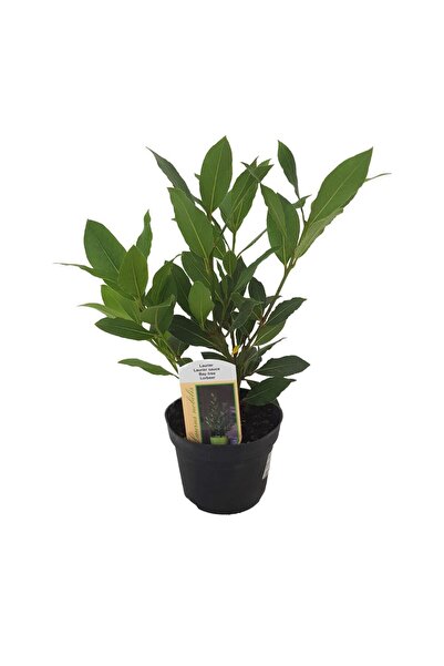 Floraria Tria's Dafin Laurus Nobilis