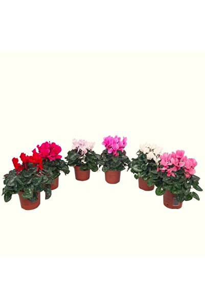 Floraria Tria's Cyclamen D 10 cm - Violeta de Alpi