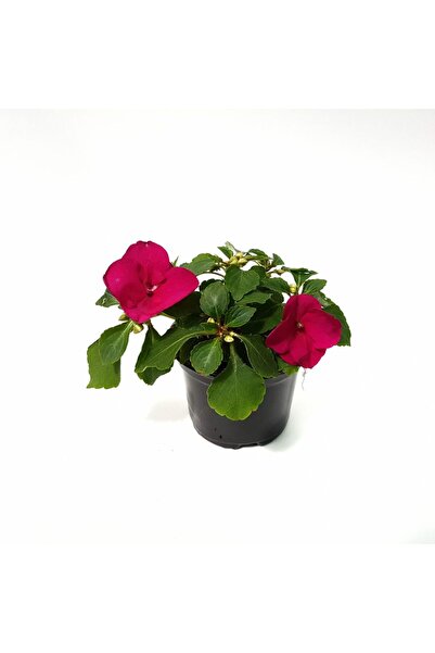 Floraria Tria's Rasaduri - Impatiens