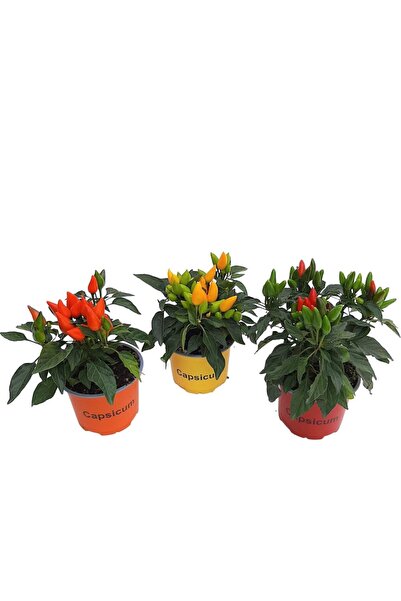 Floraria Tria's Capsicum mic- Ardei decorativ