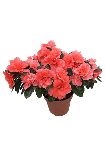 Floraria Tria's Rhododendron Azalee standard