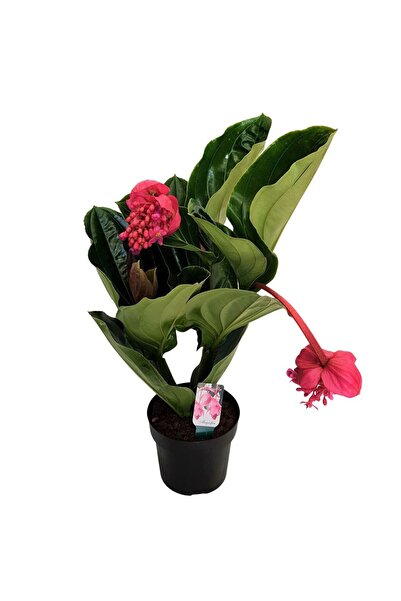 Floraria Tria's Medinilla magnifica