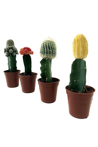 Floraria Tria's Cactus mixt altoit Gymnocalycium